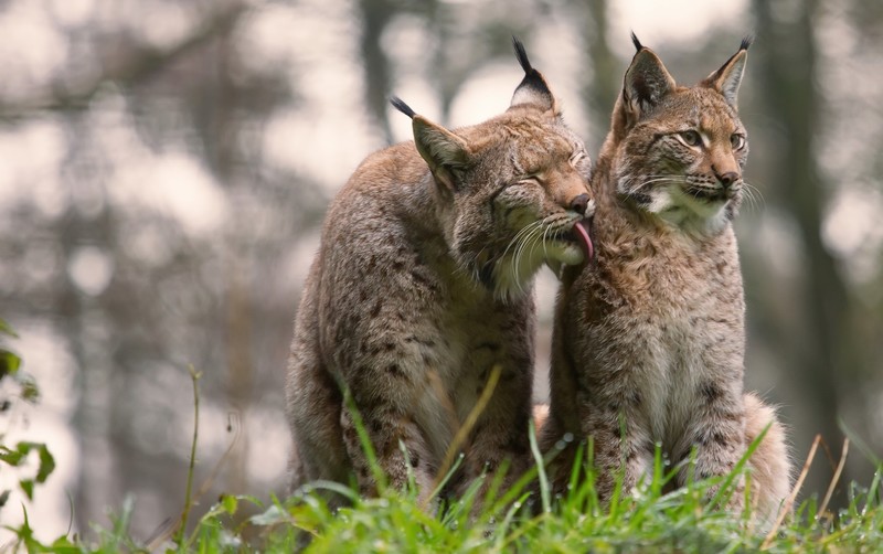 big cats, animals, nature, lynx