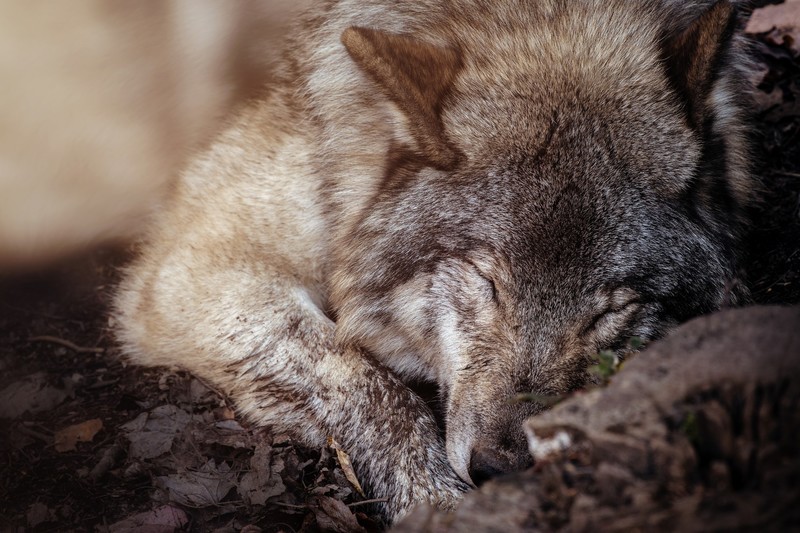 wolf, animals, wildfire, brown, sleeping