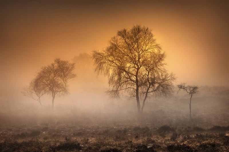 trees, nature, mist, morning