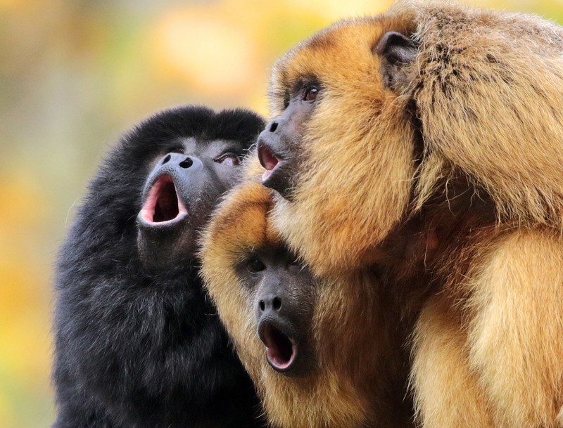 animals, monkey, mammals, apes