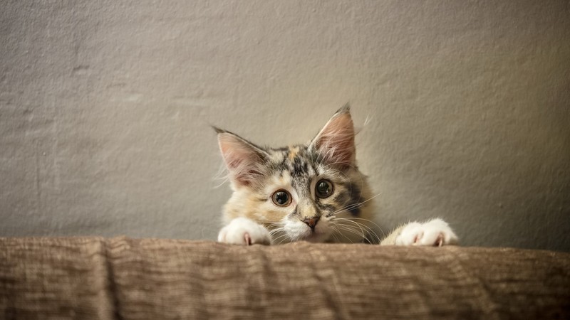 cats, animals, wall, indoors