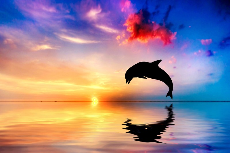 sea, dolphin, sunset
