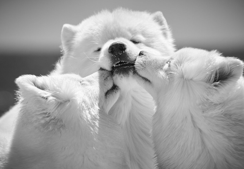monochrome, dog, animals
