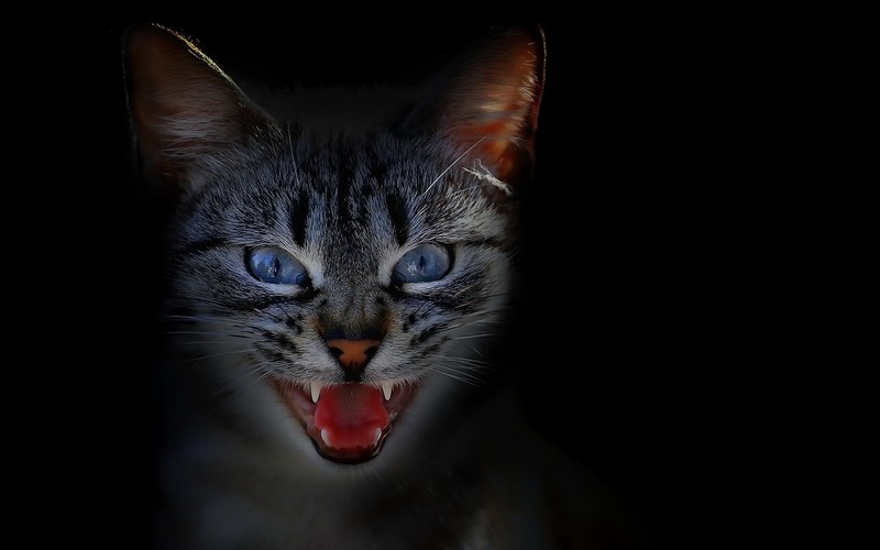 cats, animals, dark, simple background, black background, blue eyes