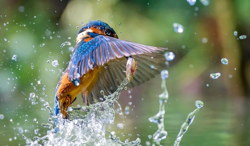 animals, birds, water, fish, kingfisher