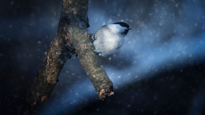 dark, snow, winter, birds, animals