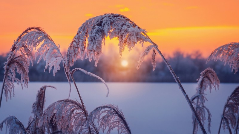 winter, Sun, snow, plants