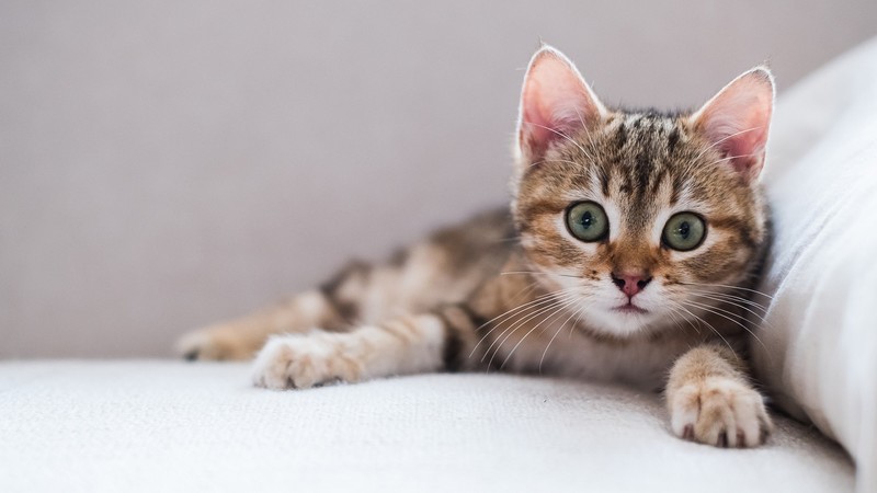 eyes, cats, animals, kittens