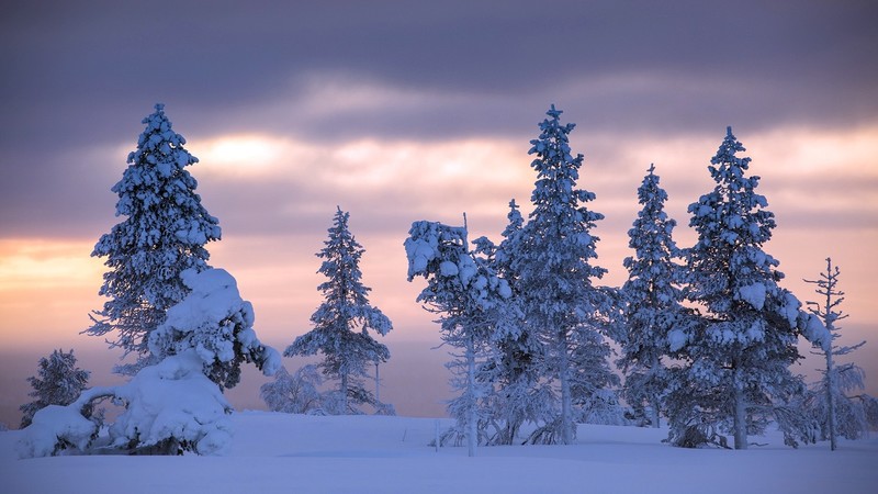 trees, nature, landscape, snow, winter