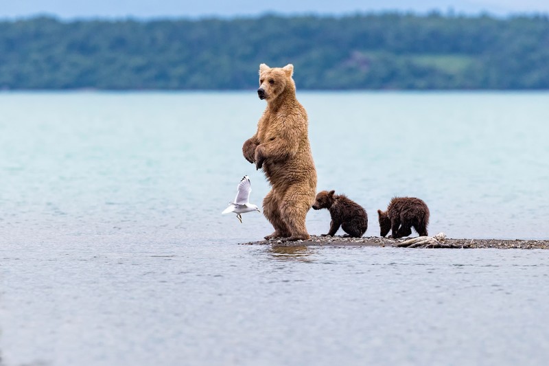 bears, seagulls, water, nature