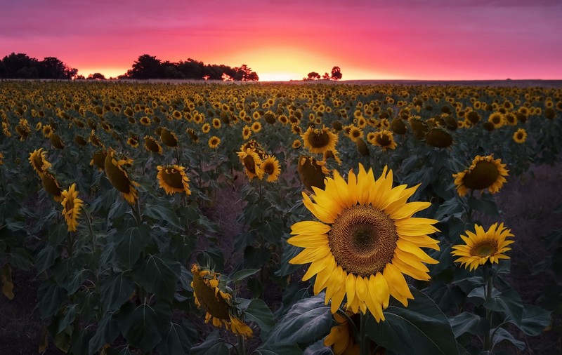 sunflowers, field, flowers, plants