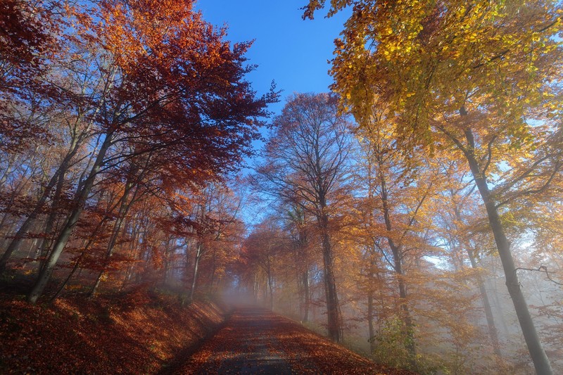 fall, trees, nature