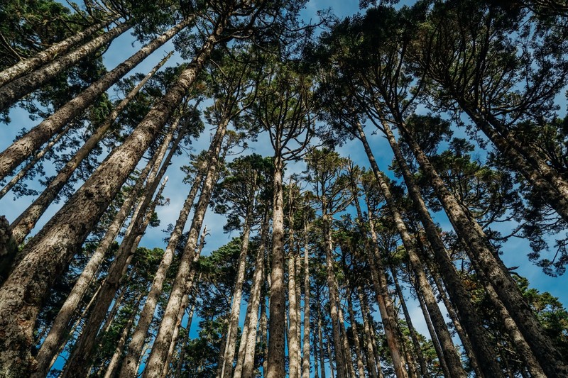 nature, forest, trees