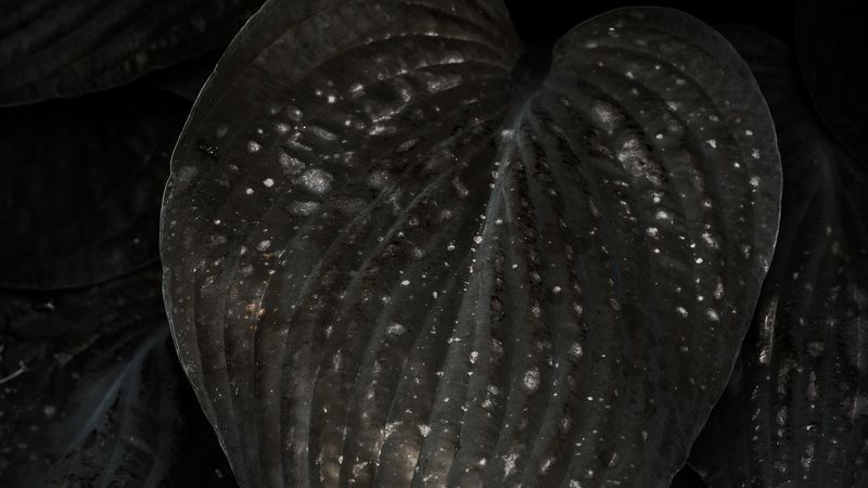 leaves, surface, spots, dark, plant, 4k