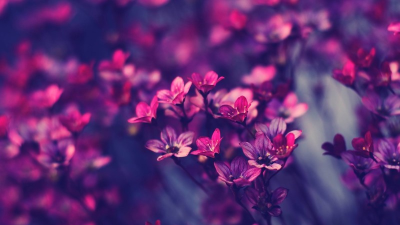 flowers, red, dark
