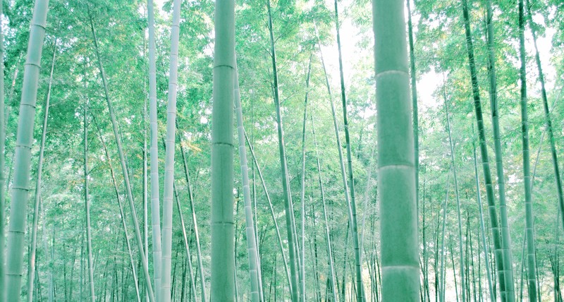 China, bamboo, trees, wood, nature, green, bright