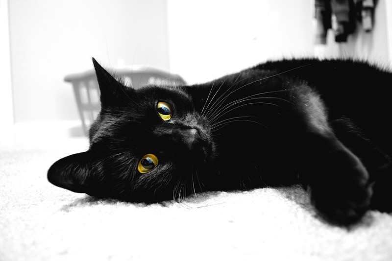 cats, animals, monochrome, photography