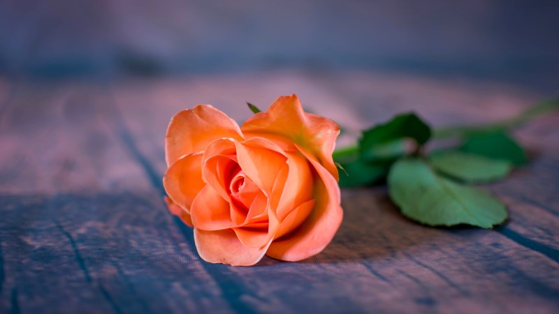 rose, flowers, plants