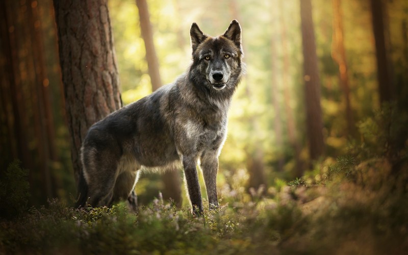 nature, wolf, forest, animals, wildlife