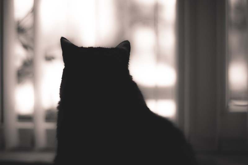 cats, silhouette, animals, indoors