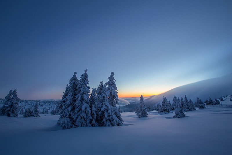 dark, nature, trees, snow, landscape