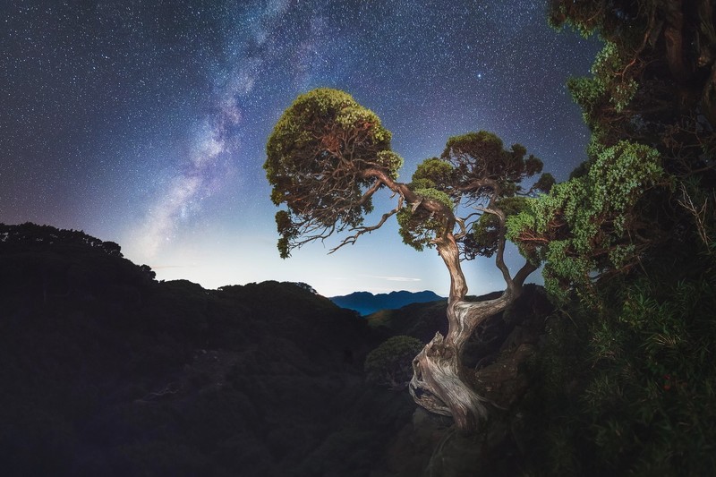 dark, night, sky, stars, nature, trees