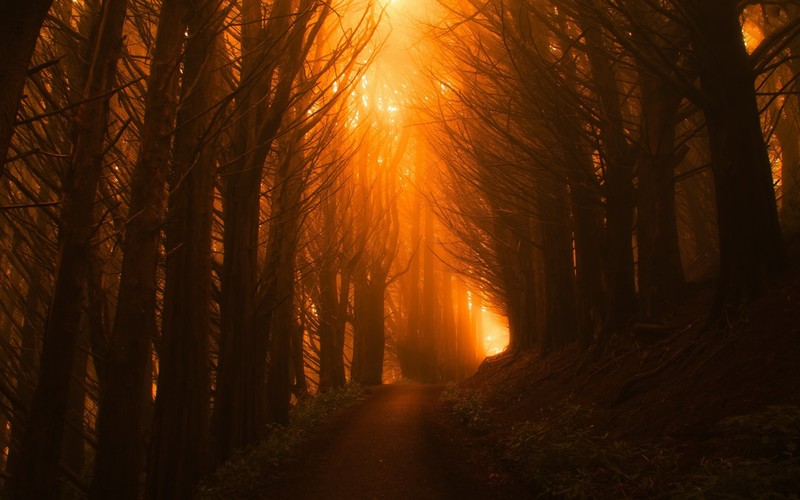 sunlight, dark, nature, trees