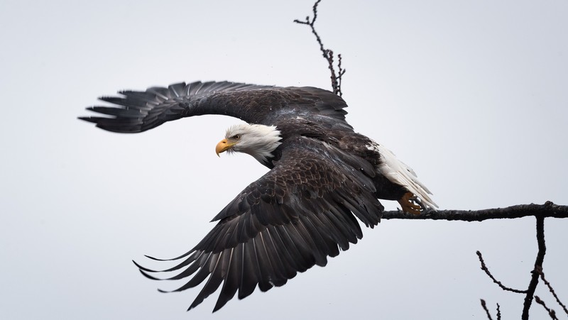 animals, eagle, birds