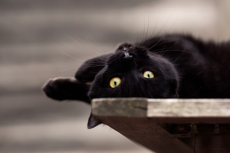 black cats, cats, animals