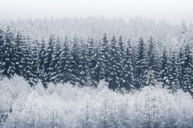 trees, winter, nature, snow