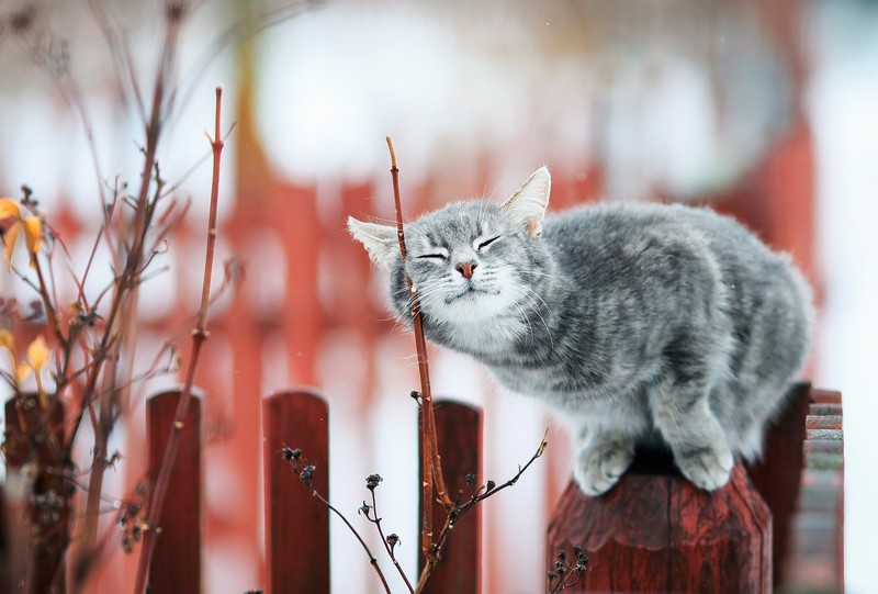 cats, closed eyes, animals