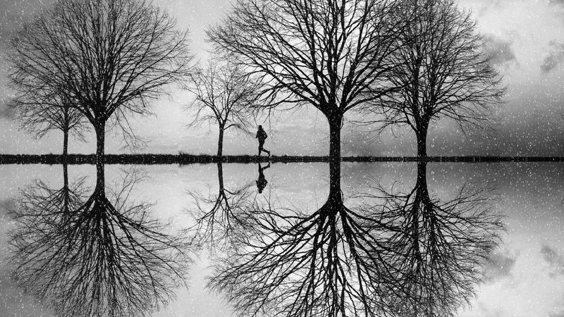 silhouette, trees, bw, reflection, water, 4k