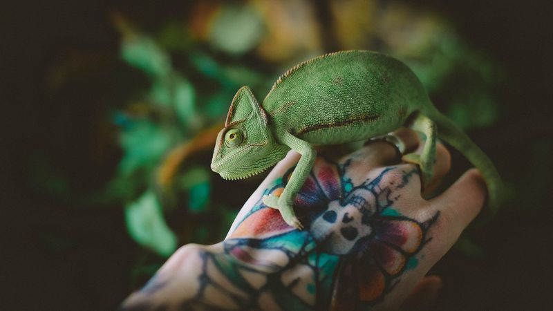 chameleon, lizard, tattoo, hand, reptile, green, 4k