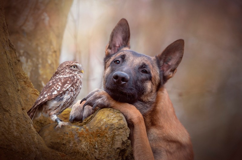 animals, dog, owl, trees, German Shepherd