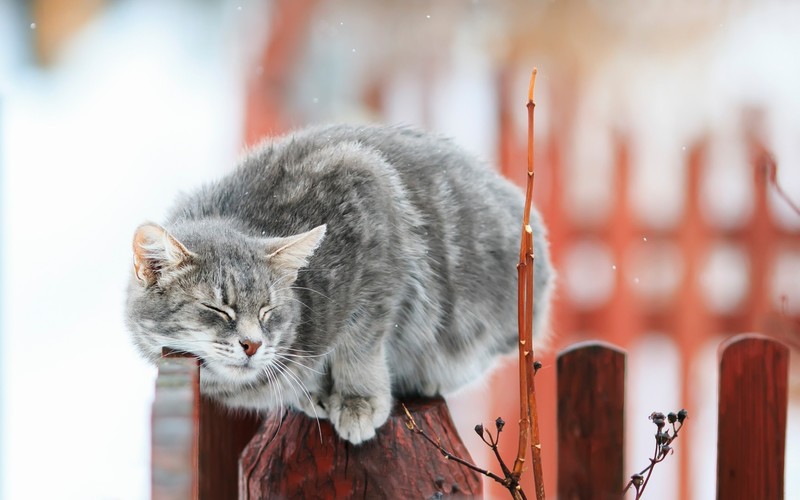 cats, animals, closed eyes, fence, closeup