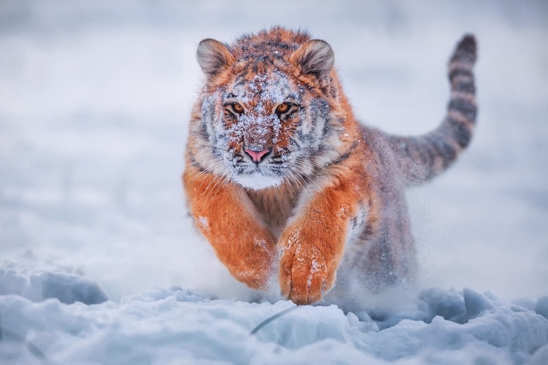 tiger, animals, snow, nature, cold, depth of field, orange