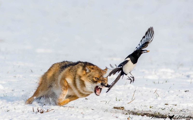 wildlife, wolf, animals, birds, nature, European magpie, snow, bright