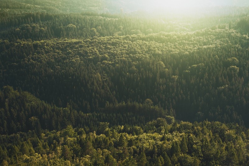 landscape, nature, photography, Czech Republic, forest, trees, pine trees, sun rays, far view