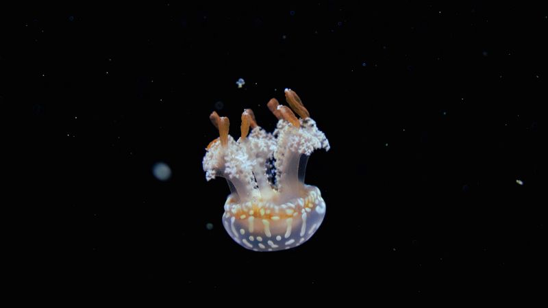 jellyfish, tentacles, water, depth, underwater world, 4k