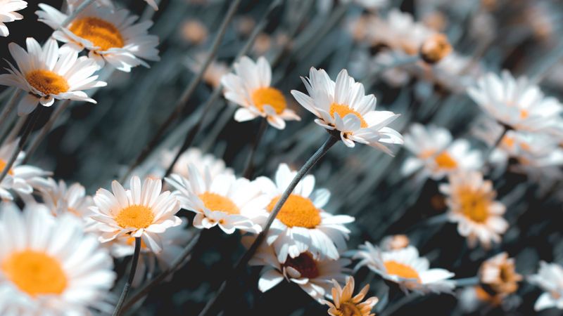 chamomile, flowers, white, bloom, plant, 4k
