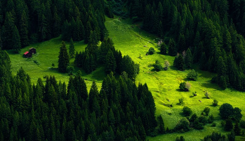 nature, landscape, trees, pine trees, hill, forest, cabin, grass, green