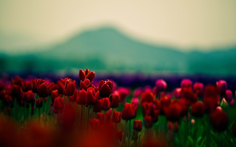 nature, landscape, mountains, flowers, red flowers, tulips, depth of field, field