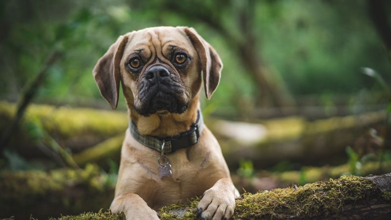 pug, dog, pet, glance, sad, 4k