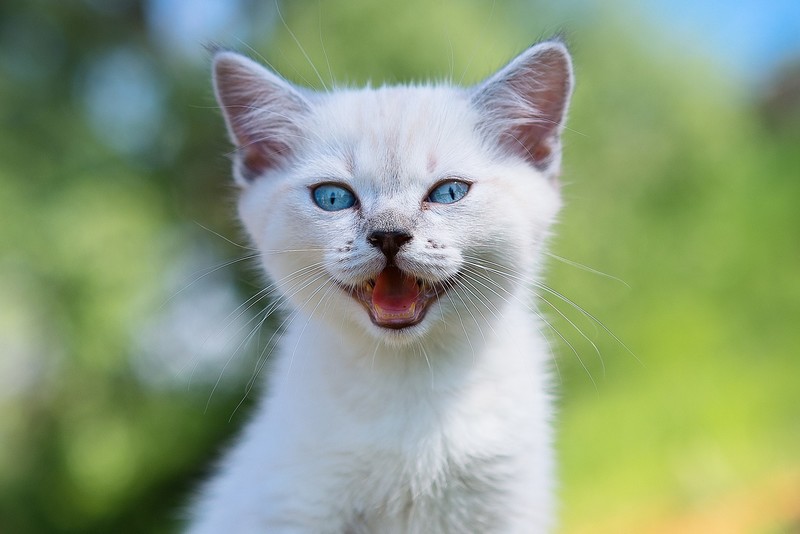 cats, blue eyes, animals