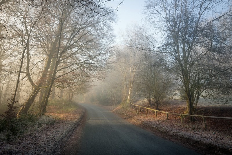 road, trees, winter