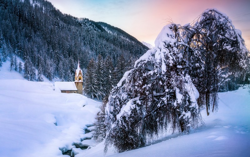 trees, nature, winter, snow, mountains