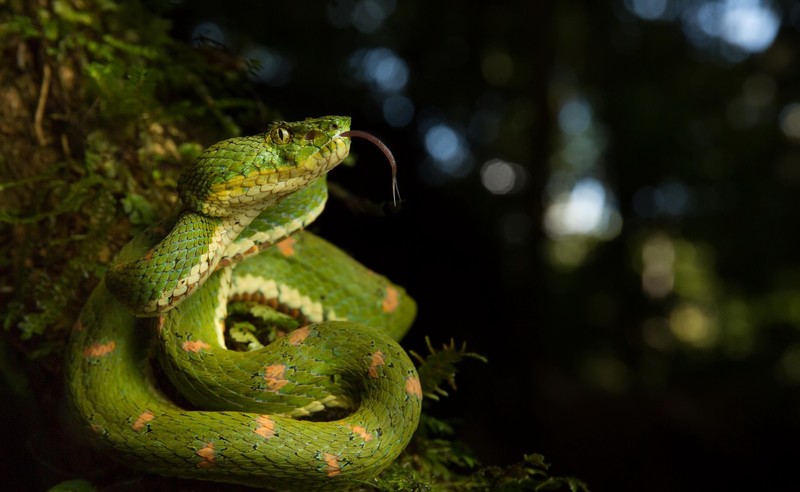 reptiles, snake, animals