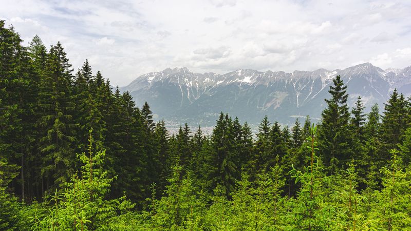 forest, mountains, landscape, trees, pines, 4k