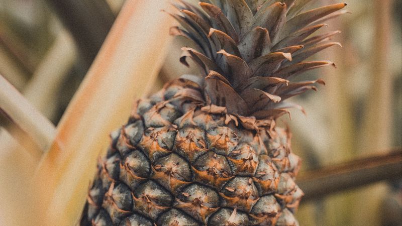 pineapple, fruit, tropical, plant, leaves, 4k