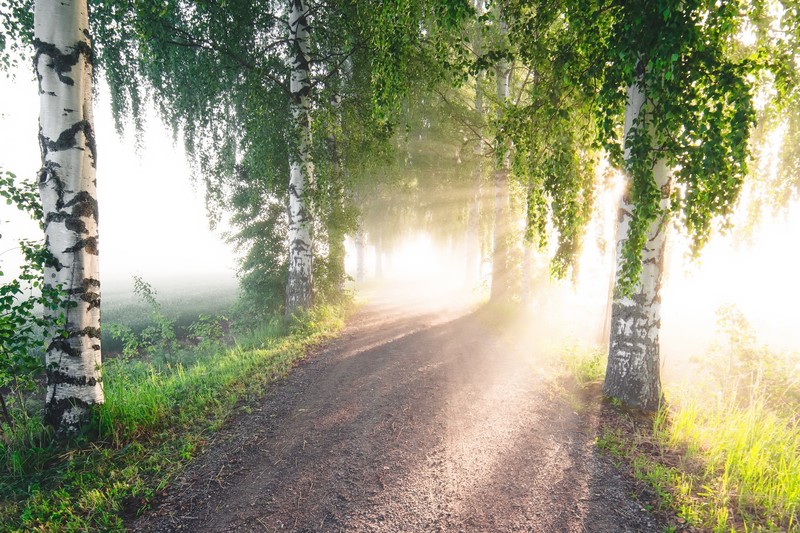 road, summer, trees, sunlight, birch, bright, nature